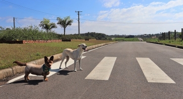 Imagem Até onde os pets podem influenciar na compra de um imóvel?