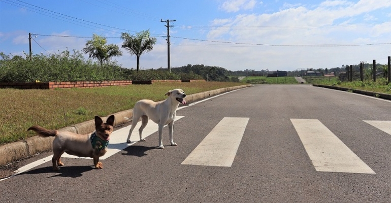 Até onde os pets podem influenciar na compra de um imóvel?